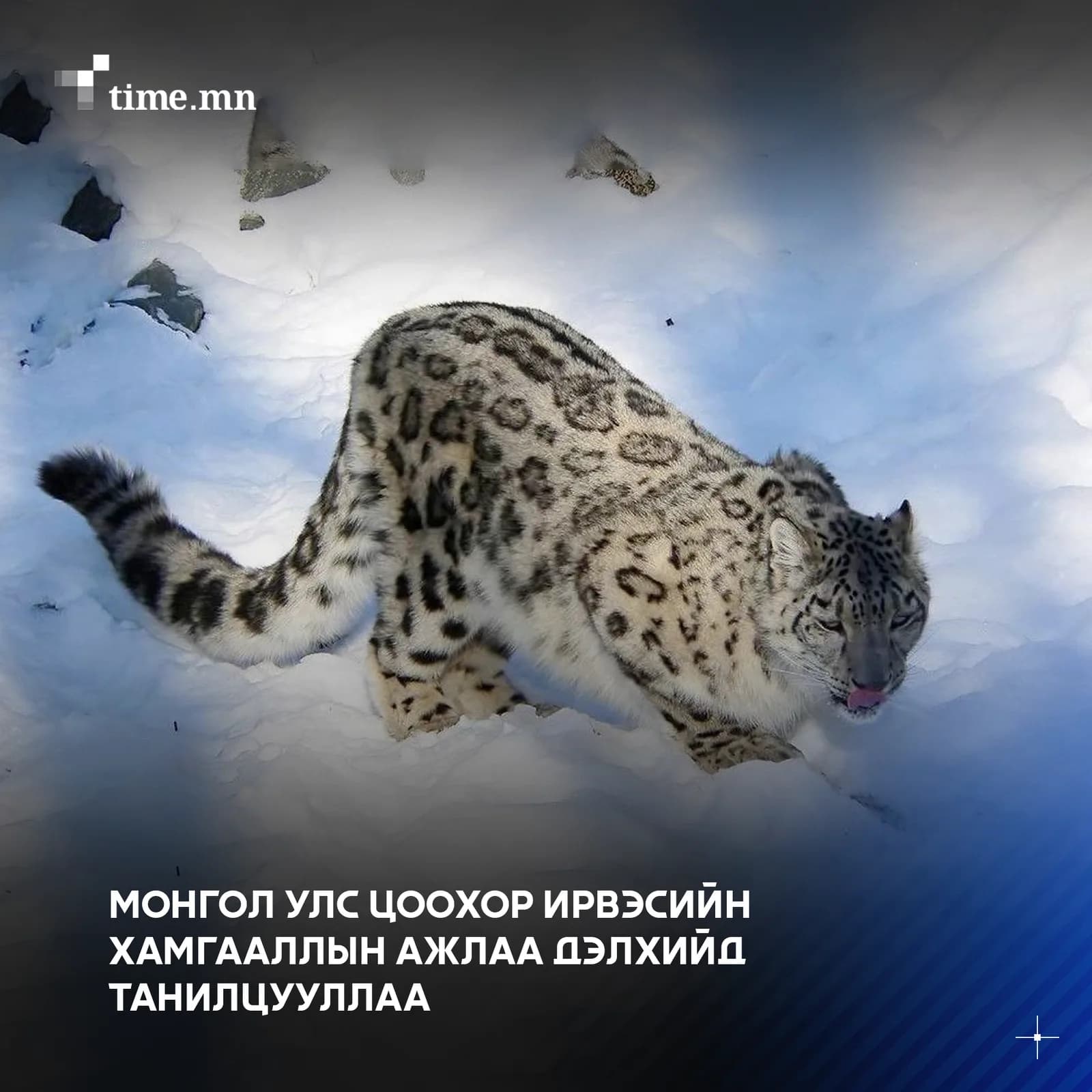 Говь-Алтай аймгийн Цогт, Дэлгэр суманд нийт 44 өрхийн 20,855 малыг устгалд хамруулж, 92.7 мянган ам метр талбайд халдваргүйтгэл хийжээ
